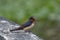 Shot of the beautiful and colorful Barn swallow