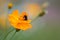 Shot of a beautiful Longhorn Bee perched atop a vibrant Cosmos wildflower, with a blurred background