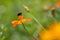 Shot of a beautiful Longhorn Bee perched atop a vibrant Cosmos wildflower, with a blurred background