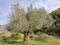 shot of a beautiful olive tree in a field, with red hiking markings on it