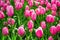 Shot of the beautiful pink tulips at sping time