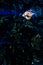 Shot of beautiful poisonous lionfish - undersea life