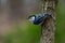 Shot of the beautiful White-breasted nuthatch patterned bird standing on a tree