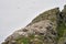 A shot of birds colony of Black-legged kittiwake on a small rocky island, close to Gjesvaier, Norway