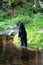 Shot of black bear grizzly standing in front of lake surrounded by lush greenery at zoo, Alaska