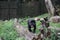 Shot of a black Malay bear in its natural