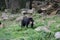 Shot of a black Malay bear in its natural habitat