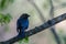 Shot of a black sparrow standing on a tree