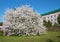 Shot of blooming apple tree crown with pink flowers