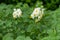 Shot of blossom of potato plant - Solanum tuberosum