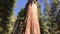 Shot from bottom to top of General Grant Tree in Sequoia National Park, California