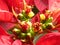 Shot of bright Poinsettia flower in their full bloom in spring