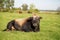 Shot of a brown bull laying on the grass in the field