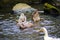 a shot of brown ducks diving for food in the lake near rocks