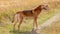 Shot of a brown hound dog posing in the country