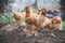 Shot of brown silkie bantam chickens  standing on the ground