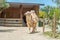 Shot of a camel, shedding its white fur