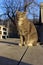 Shot Of A Cat Sitting Outdoor. Tabby Cat Outdoors.