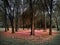 Shot of a circle of trees and benches with a red leaves floor