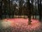 Shot of a circle of trees and benches with a red leaves floor