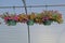 Shot of colorful greenhouse flowers in a plastic vase hanging from a pole