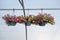 Shot of colorful greenhouse flowers in a plastic vase hanging from a pole