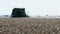 a shot of cotton harvesting at moree