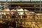 Shot of cows inside the barn standing under the sun