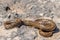 Shot of a curled up adult Leopard Snake or European Ratsnake, Zamenis situla, in Malta