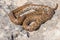 Shot of a curled up adult Leopard Snake or European Ratsnake, Zamenis situla, in Malta