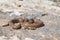 Shot of a curled up adult Leopard Snake or European Ratsnake, Zamenis situla, in Malta