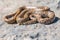 Shot of a curled up adult Leopard Snake or European Ratsnake, Zamenis situla, in Malta