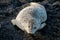 Shot of a cute harbor or common seal lying on its belly on black rocks with eyes closed