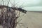 Shot of dried bushes on the sandy shore, the nature of Borkum island under the gloomy sky
