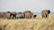 shot of an elephant herd in serengeti np