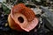 Shot of an enormous flower called Rafflesia