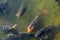 Shot of the European common carp fishes swimming in the water