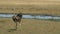 Shot of a female ostrich at amboseli