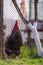 Shot of a fierce, colorful and patterned rooster standing on the grass