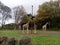 A shot of five giraffes grazing on a cloudy day, Paignton Zoo, Devon, UK