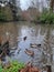 A shot of four different species of Duck swimming on a lake including a pair of mating Mallards, Stover Country Park, Devon, UK