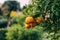 Shot of fresh oranges with dewdrops hanging on branches