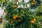 Shot of fresh oranges with dewdrops hanging on branches