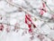 Shot of frosty barberries on a branch in winter