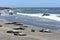 Shot of funny elephant seals sunning on the beach of the Pacific Ocean, San Simeon, California