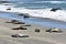 Shot of funny elephant seals sunning on the beach of the Pacific Ocean, San Simeon, California