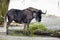 Shot of the giant, black Wildebeest antelope with long curved horns eating grass