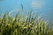 Shot of grass and leaves on the tranquil waterscape background, texture for wallpaper