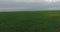 A shot of a green field with gloomy clouds, small grown grain wheats on a plowed field and traces of a tractor.