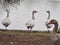 Shot of a group of ducks